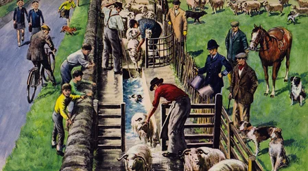 A sheep dip, England, 1960s